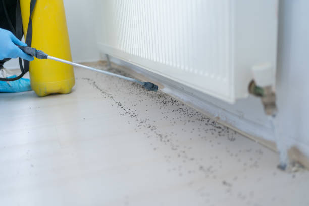 Best Flea Control Services  in Ansonia, CT